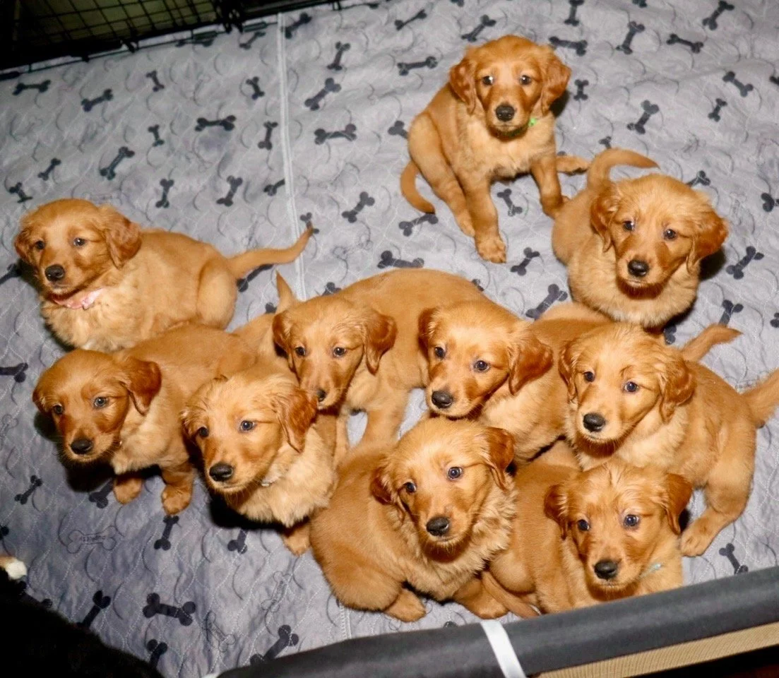 [HAZZYS] Gold Puppy Logo Lettering Half Wallet ★大人気★ HAZZYS] Gold Puppy Logo Lettering Half Wallet ☆大人気